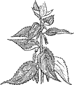 Stinging Nettle Plant