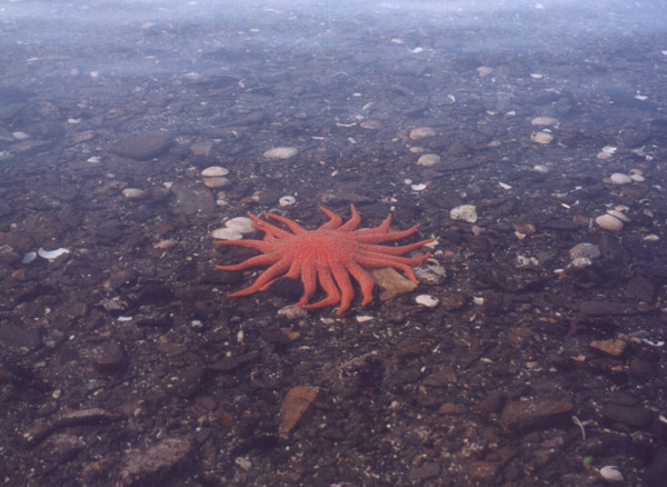 Ocean Star