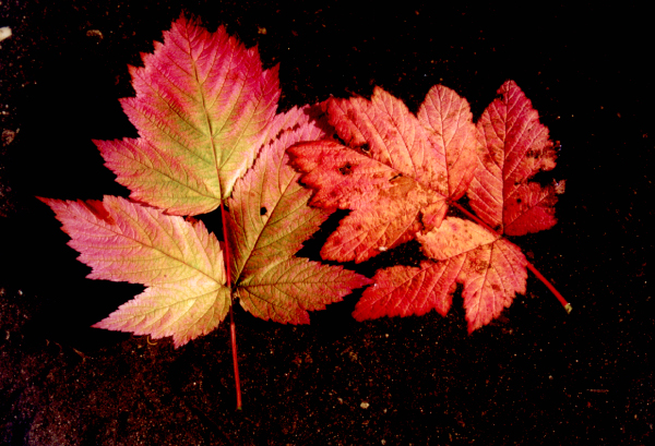 Fall Colours